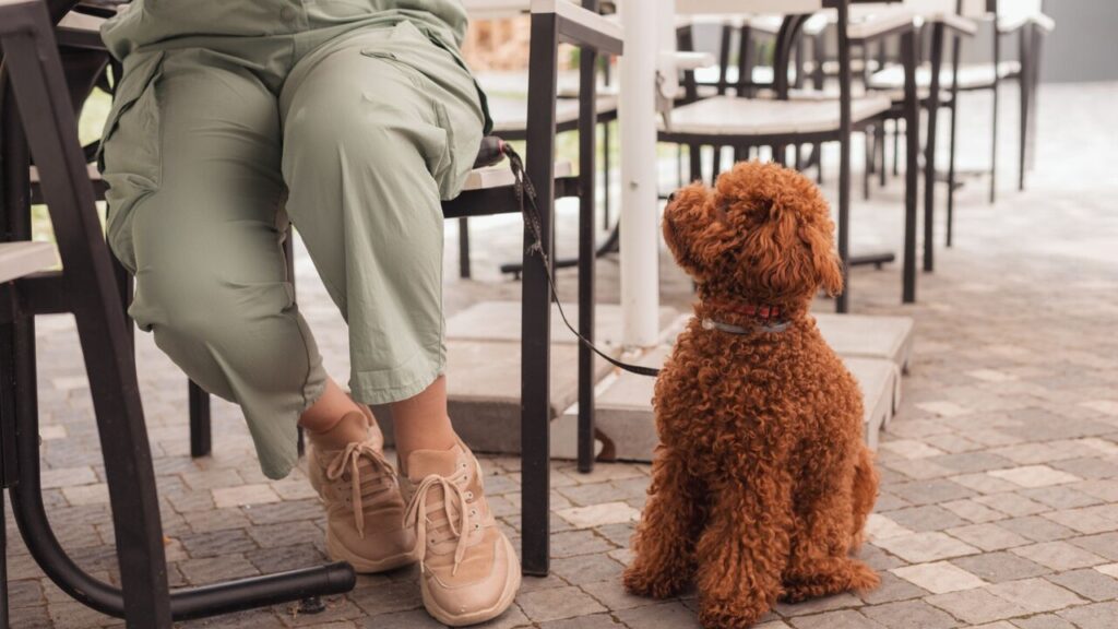 pet friendly restaurant