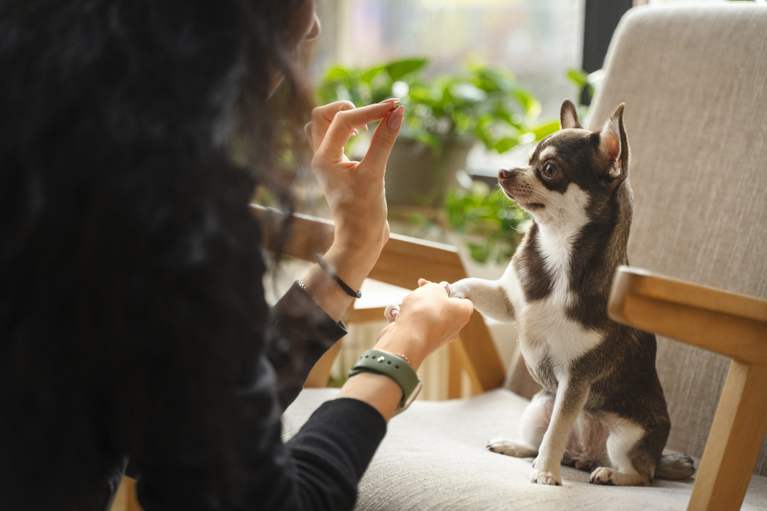 Pet Cafe, Essentials, Animals, Design, Decor, Customers
