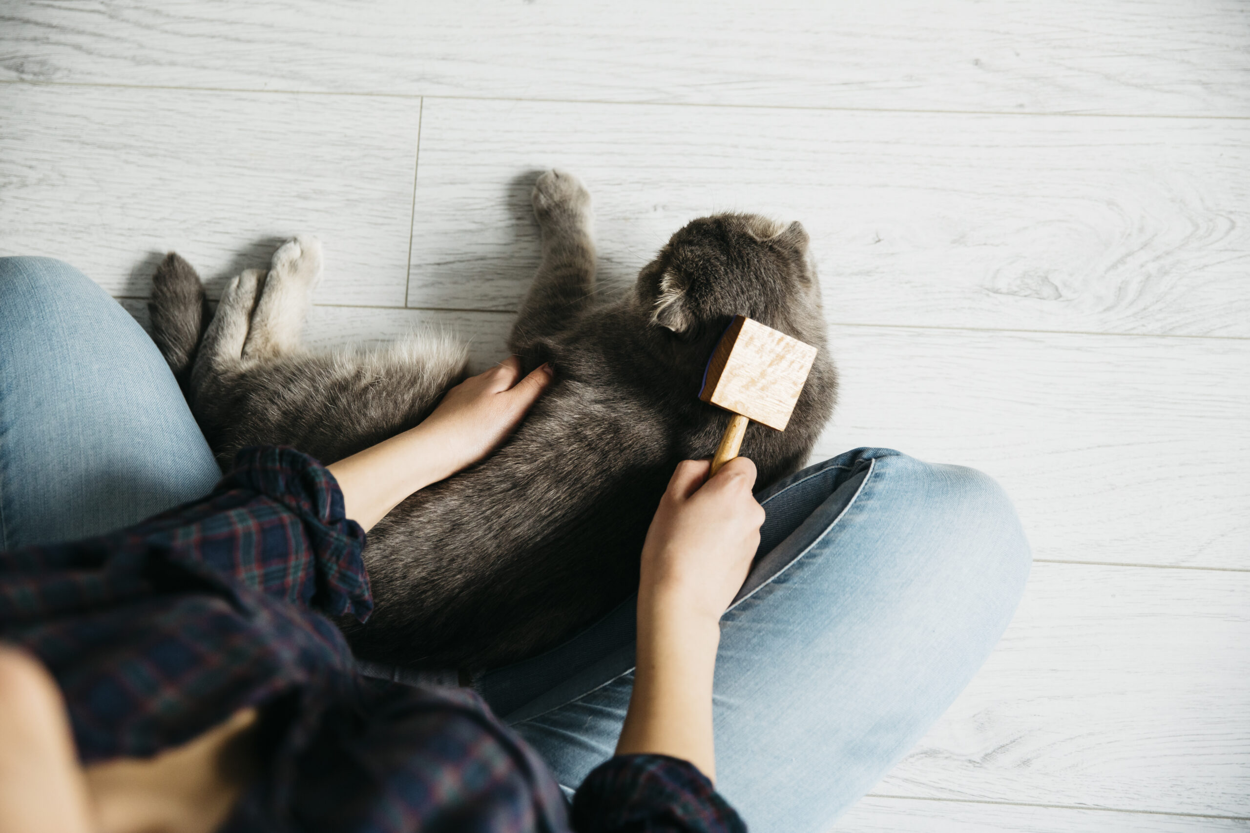 Pet Cafe, Essentials, Animals, Design, Decor, Customers