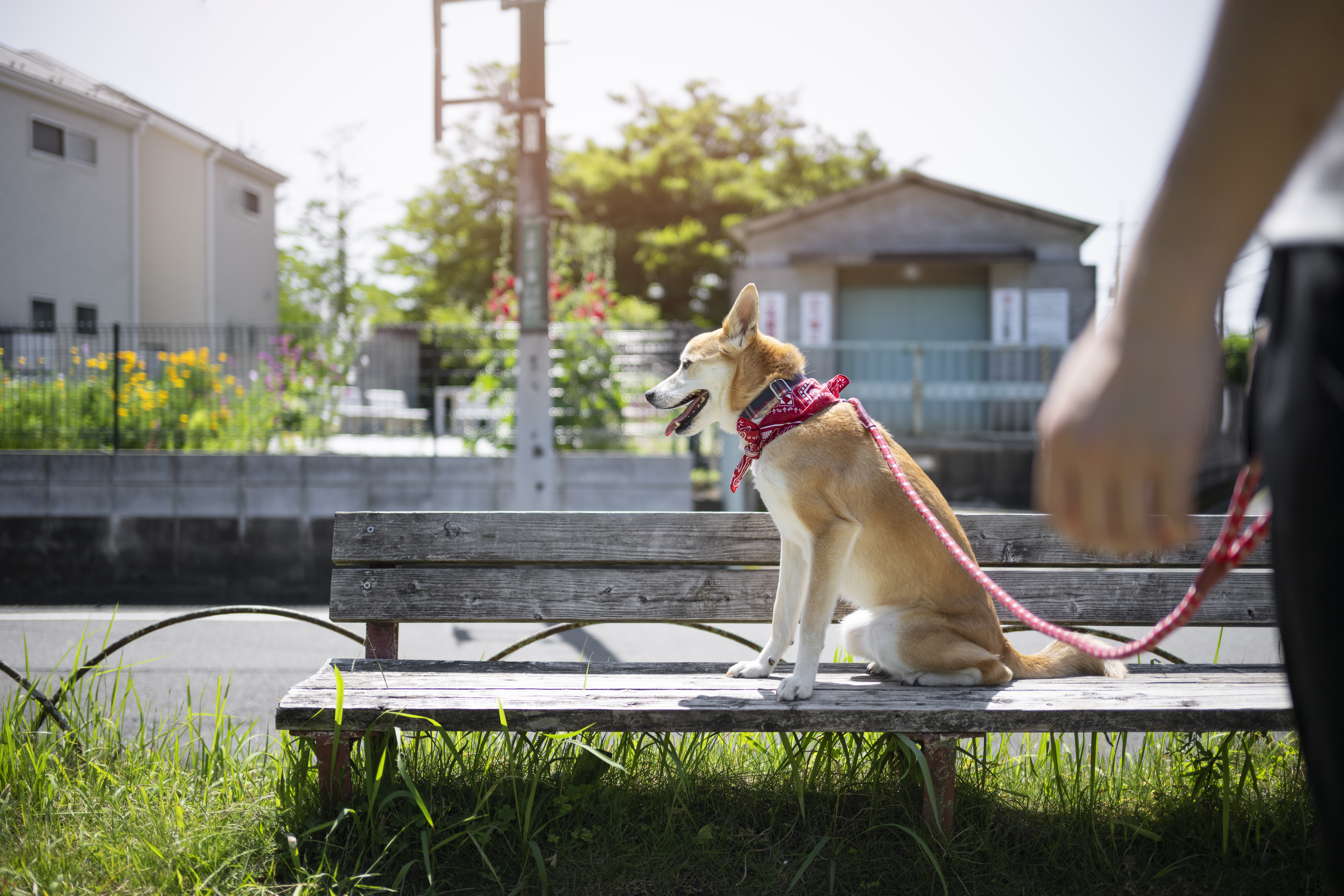 Pet Cafe, Essentials, Animals, Design, Decor, Customers