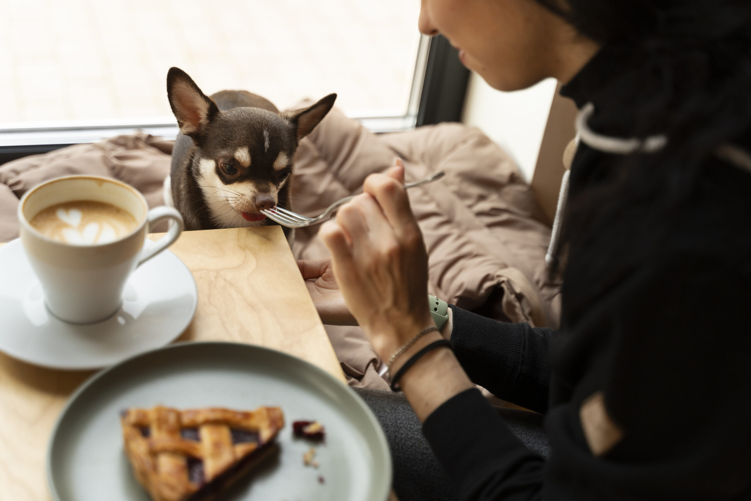 pet-friendly premise, cafe, establishment, decor, design