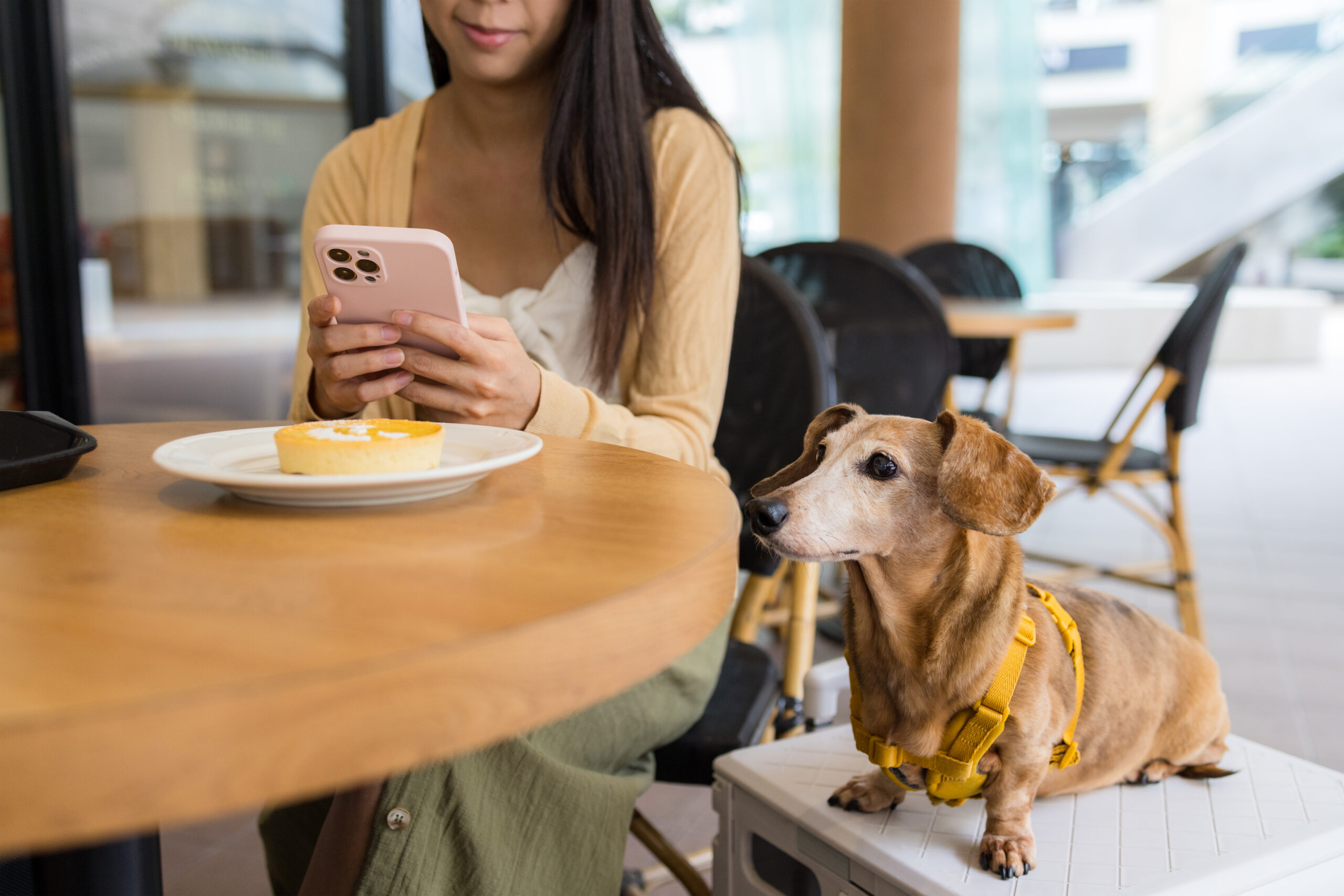 pet-friendly premise, cafe, establishment, decor, design